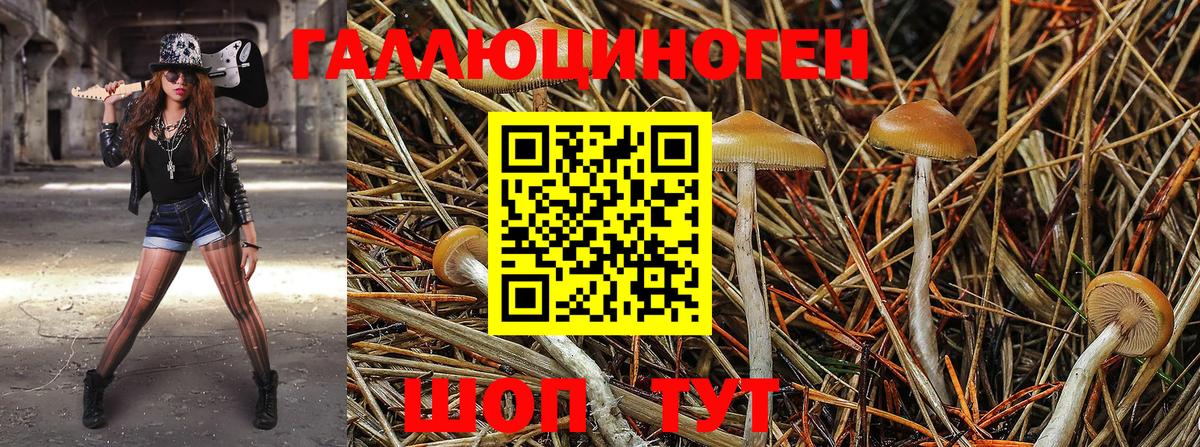 Псилоцибиновые грибы Psilocybe Волжск